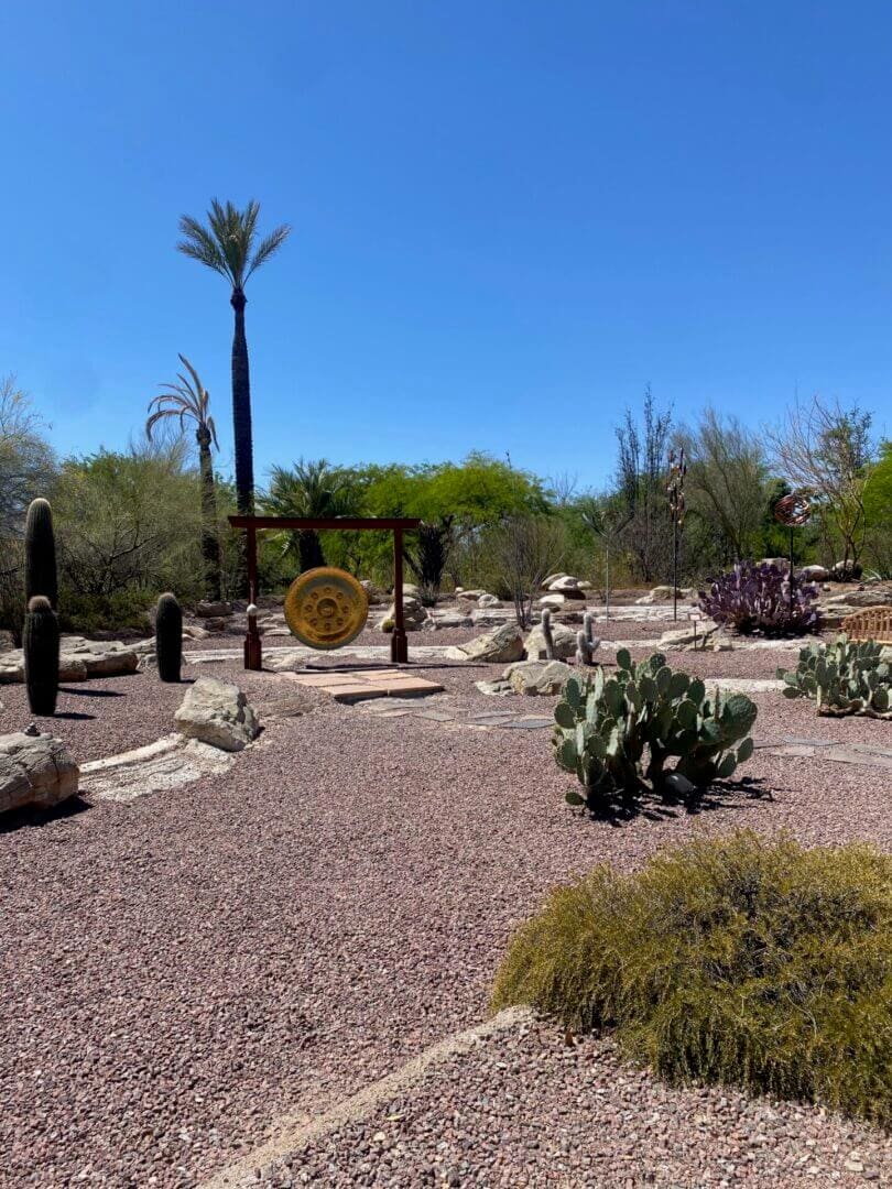 A desert garden with various cacti and succulents under a clear blue sky.