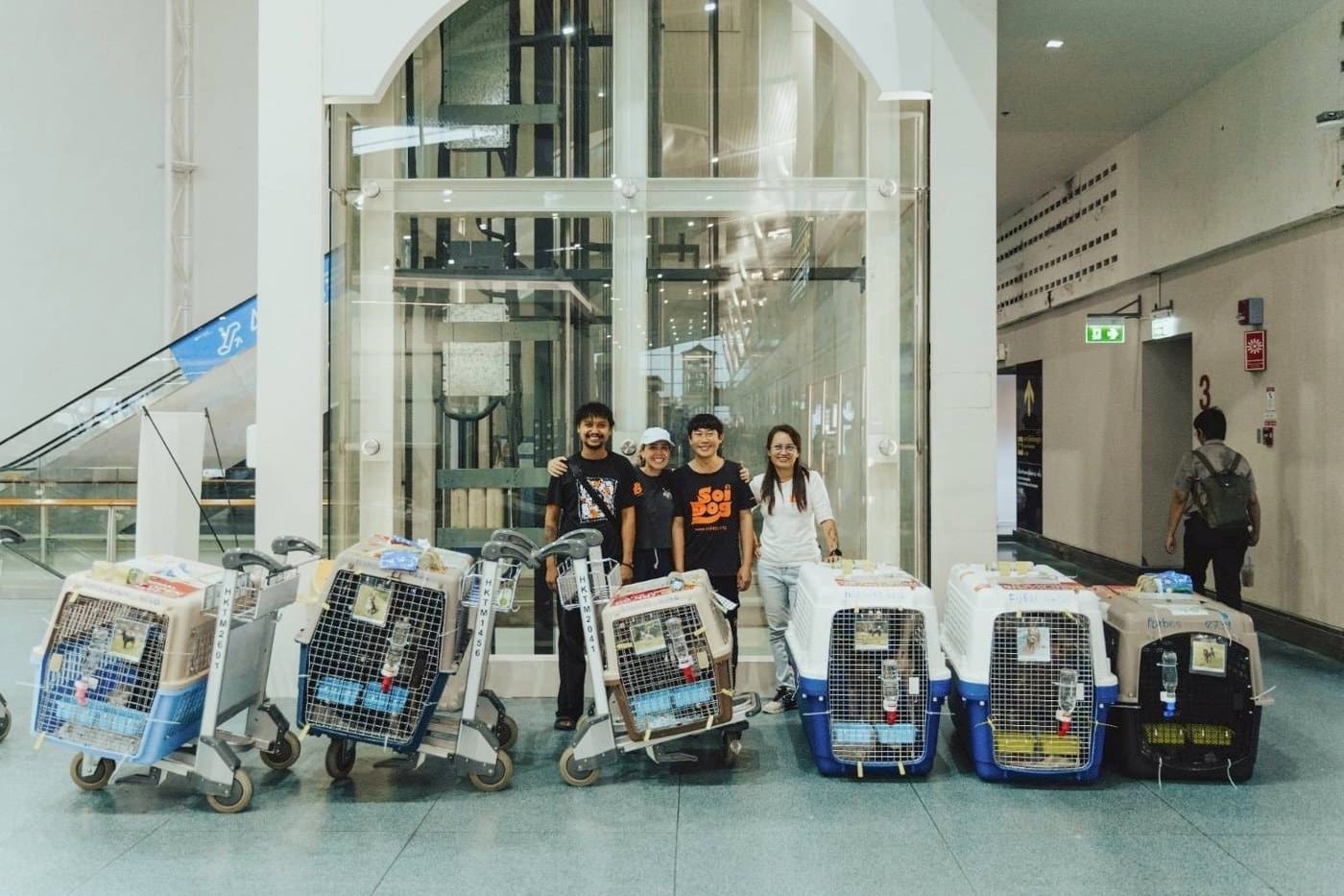 Soi Dog Foundation team at the airport with a row of travel crates holding adopted dogs ready to fly to their new homes with Flight Buddies